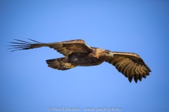 Golden Eagle