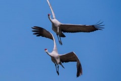 Sandhill Cranes