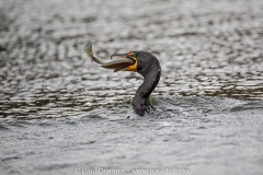 Cormorant with Fish