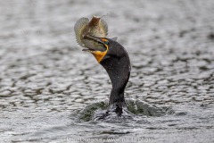 Cormorant with Fish
