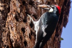 Acorn Woodpecker