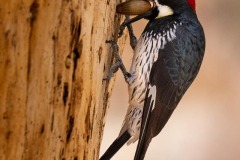 Acorn Woodpecker