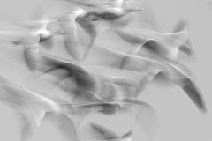 Flight Motion Study