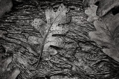 Dissolution