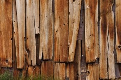 Weathered Boards and Grasses
