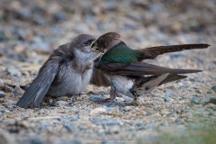 Feeding Time