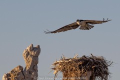 Osprey Nest