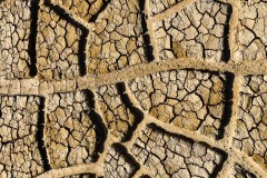 Nature's Mosaic