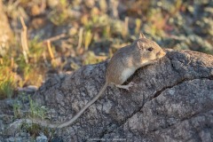 Long-tailed Pocket Mouse