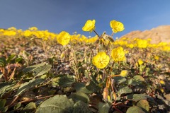 Early Blooms