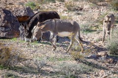 Wild Burros