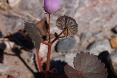 Desert 5 Spot