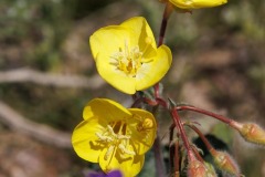 Desert Primrose