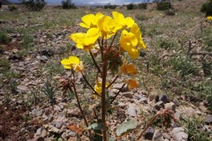 Desert Primrose