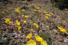 Desert Primrose