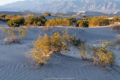 Mesquite Dunes