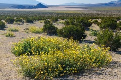 Panamint Valley Spring Blossoms