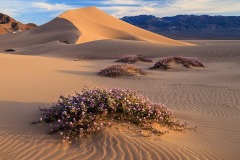 Sand Verbena