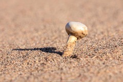Desert Mushroom