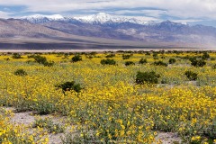 Panamint Valley Super Bloom