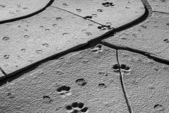 Coyote Tracks Focus Stack