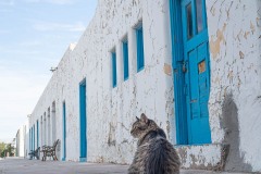 Opera House Cat Opera House Cat