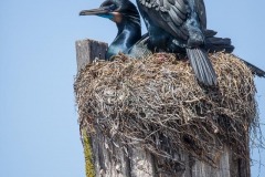 Nesting Brandt's Cormorants