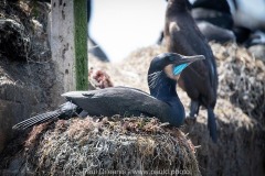 Nesting Brandt's Cormorant