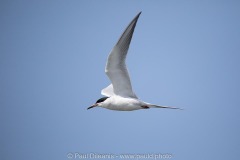 Terns in Flight