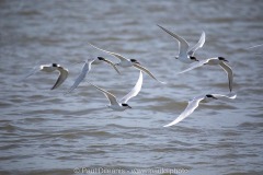 Terns in Flight