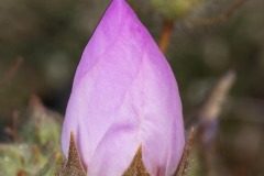 GD_5105