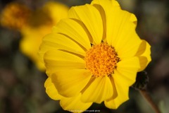 Desert Gold