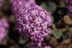 Sand Verbana Blossom
