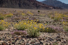 Desert Gold and Sand Verbena