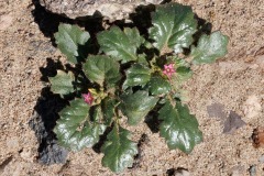 Broad-Leaved Gilia