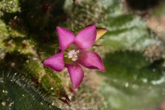 Broad-Leaved Gilia