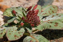 Booth's Evening Primrose