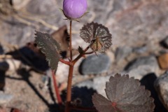 Desert Five-Spot