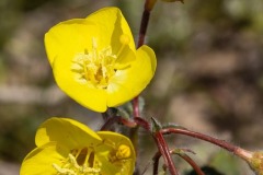 Desert Primrose Desert Primrose