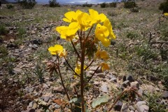 Desert Primrose Desert Primrose