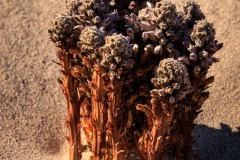 Desert Broomrape