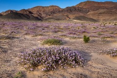 Sand Verbena