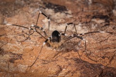 Desert Harvestman Desert Harvestman