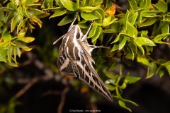 White lined sphinx moth