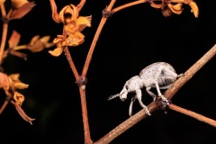 Desert Weevil