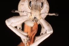 Desert Weevil Desert Weevil
