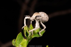 Desert Weevil
