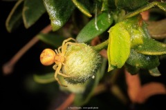 Yellow Crab Spider