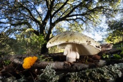 Death Cap and Witch's Butter