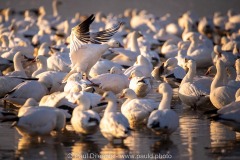 Snow Geese